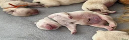 Golden Retriever dogs for sale: KC registered golden retriever puppies - Advert 8