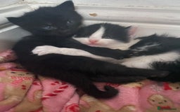 Mixed Breed cats for sale: Four beautiful kittens  - Image 17