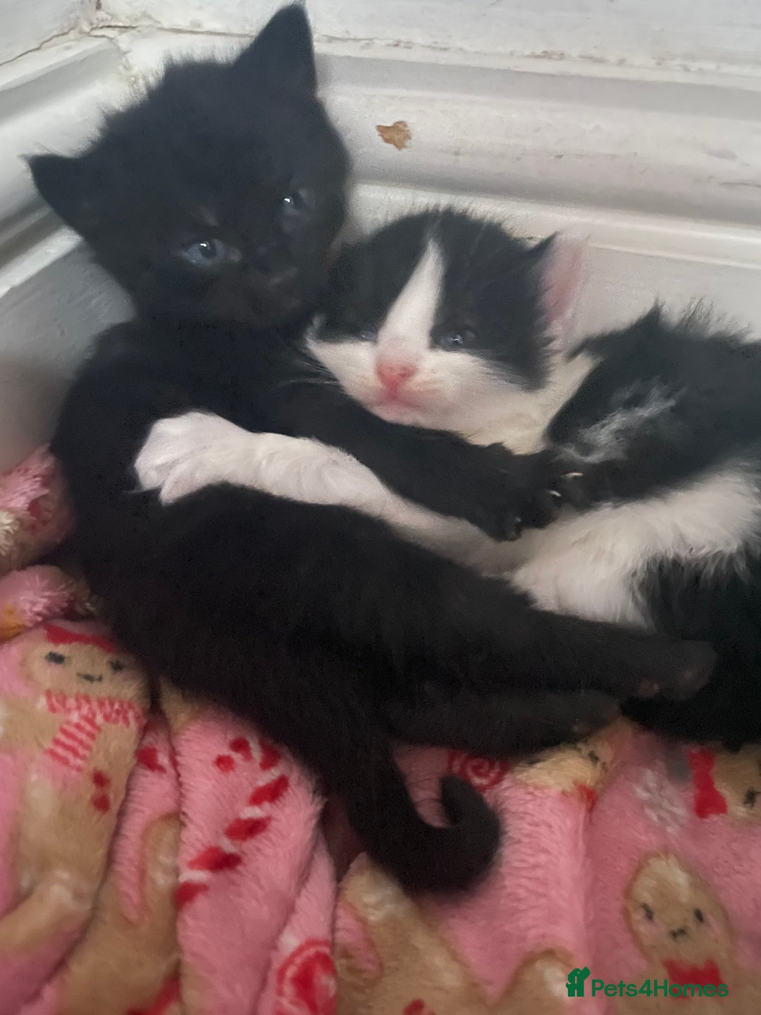 Mixed Breed cats for sale: Four beautiful kittens  - Image 17