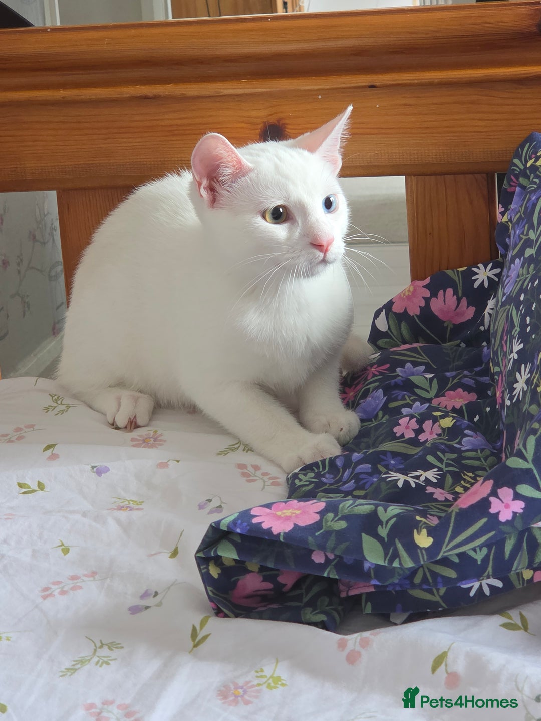 Turkish Angora cats for sale: Snowflake  - Image 2