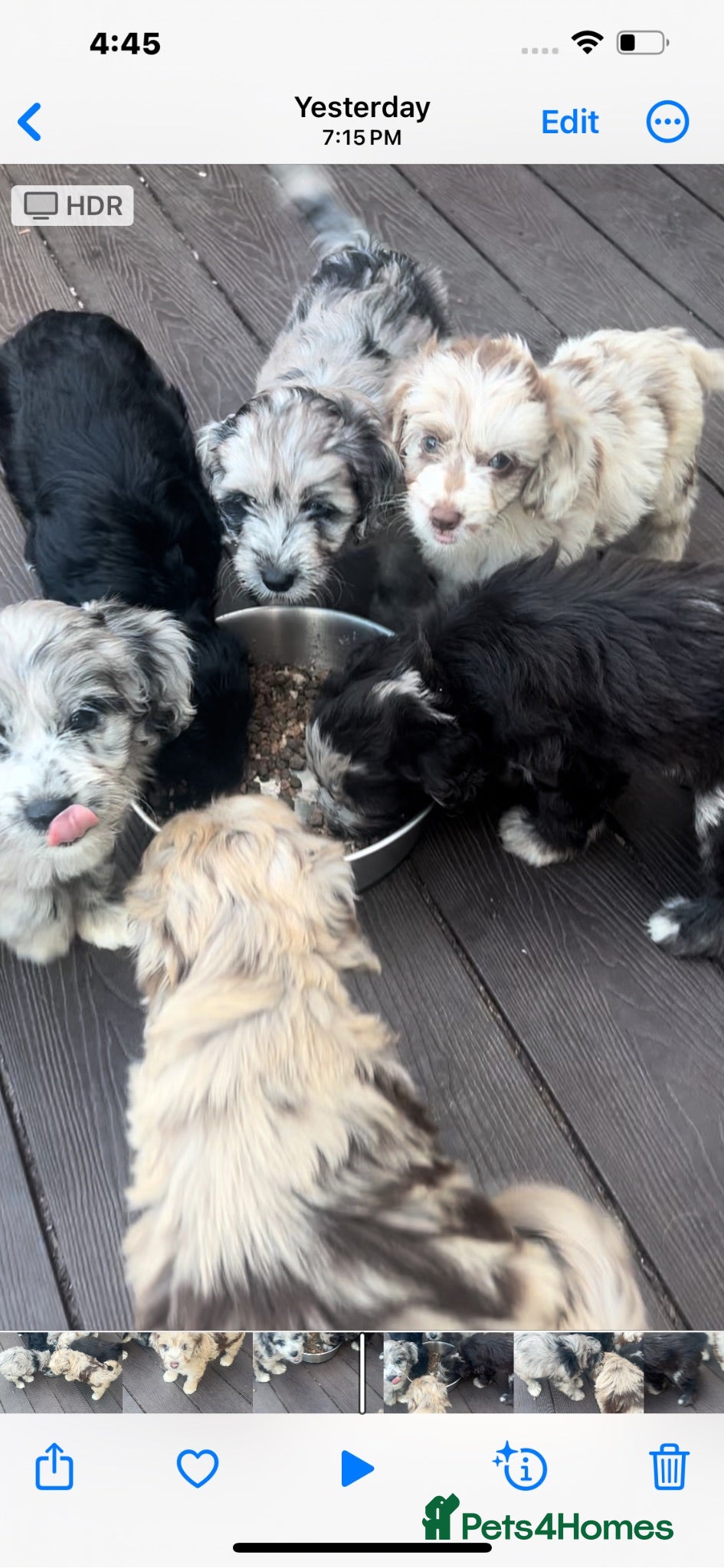 Cockapoo dogs Cockerpoos F1’s, Beautiful Merle coloured pups  - Advert 2