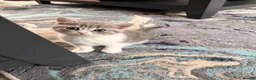 British Shorthair cats for sale: 2 beautiful mixed British Short Hair kittens - Advert 3