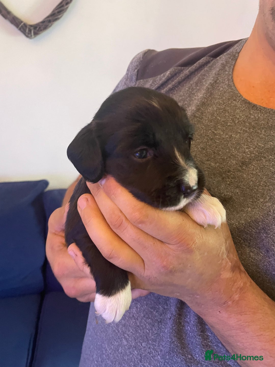 Mixed Breed dogs for sale: Cocker spaniel x border collie pups - Image 8