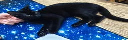 Mixed Breed cats for sale: Mixed sphynx kittens for sale  - Advert 6