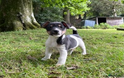 Jack Russell dogs for sale: Gorgeous Jack Russell puppies - Image 2