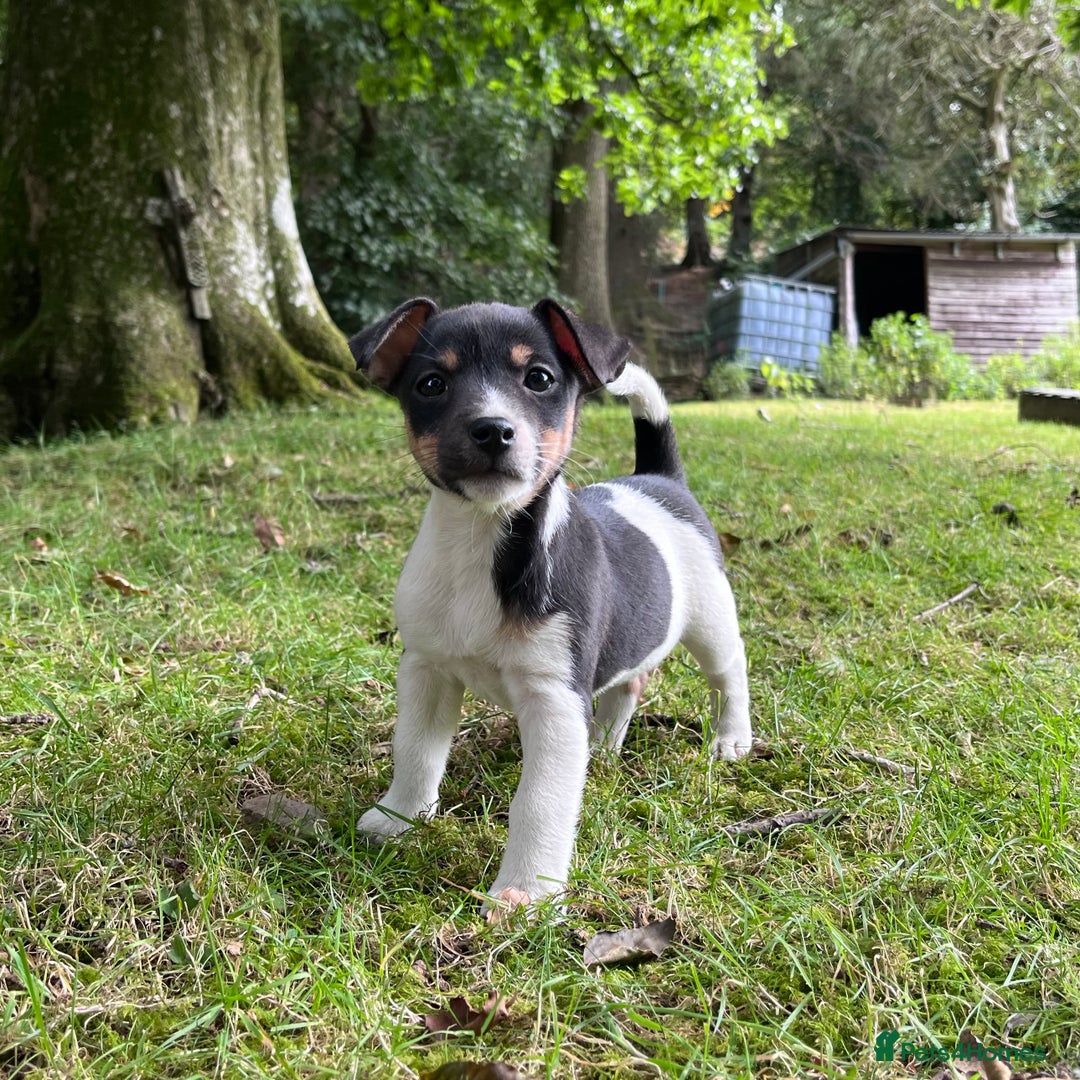 Jack Russell dogs for sale: Gorgeous Jack Russell puppies - Image 2