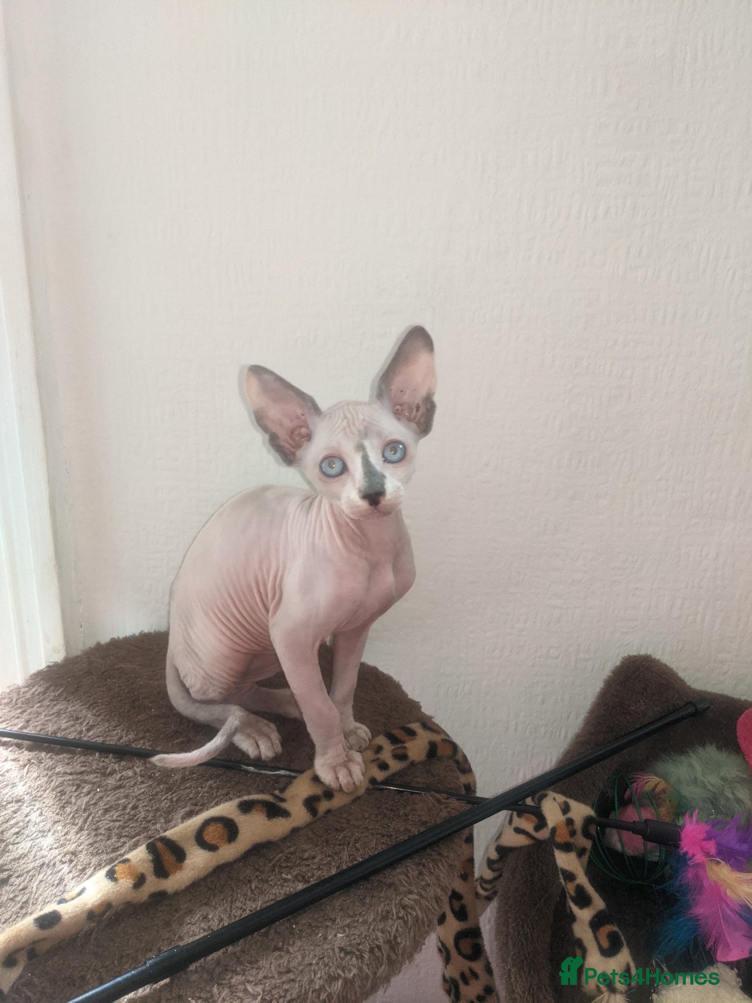 Sphynx cats Last White cream girl available sky blue eyes  - Advert 14