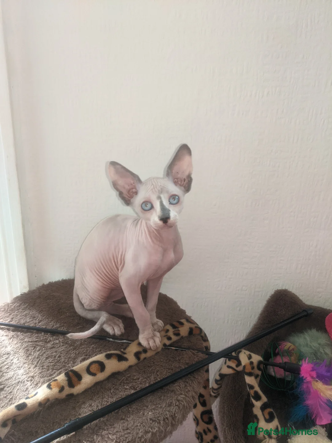 Sphynx cats for sale: Last White cream girl available sky blue eyes  - Advert 1