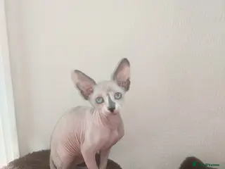 Sphynx cats Last White cream girl available sky blue eyes - Advert 14