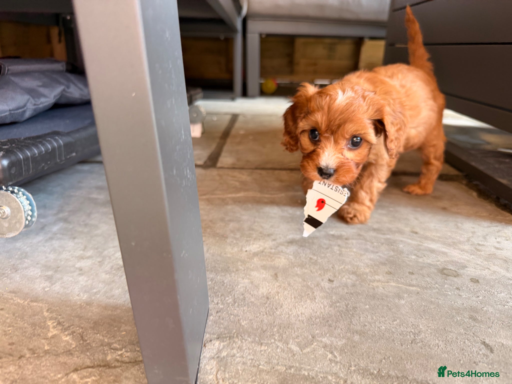 Cavapoo dogs F1 cavapoos 🥰dna health clear parents,💙🩷  - Advert 2