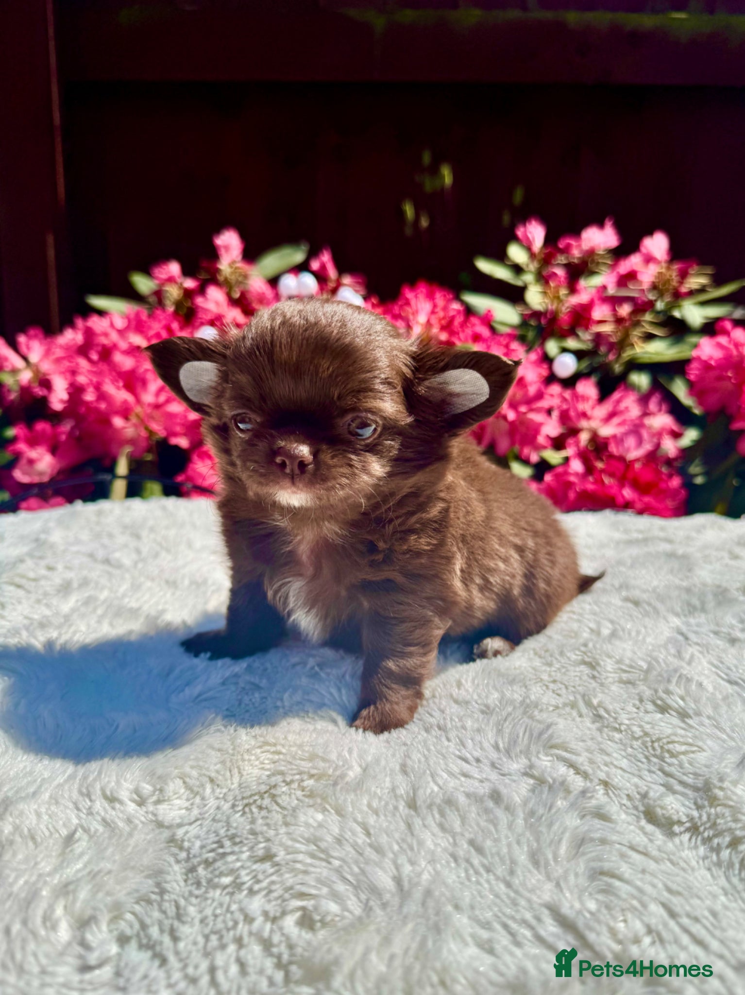 Chihuahua dogs 💙🤎 Unique KC LC Choco Chihuahuas, 2 Boys 🤎💙 - Advert 2