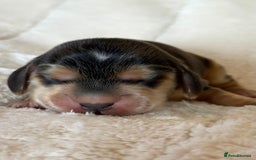 Cocker Spaniel dogs for sale: KC Reg Fully Health Tested Showline Cocker Spaniel - Image 12