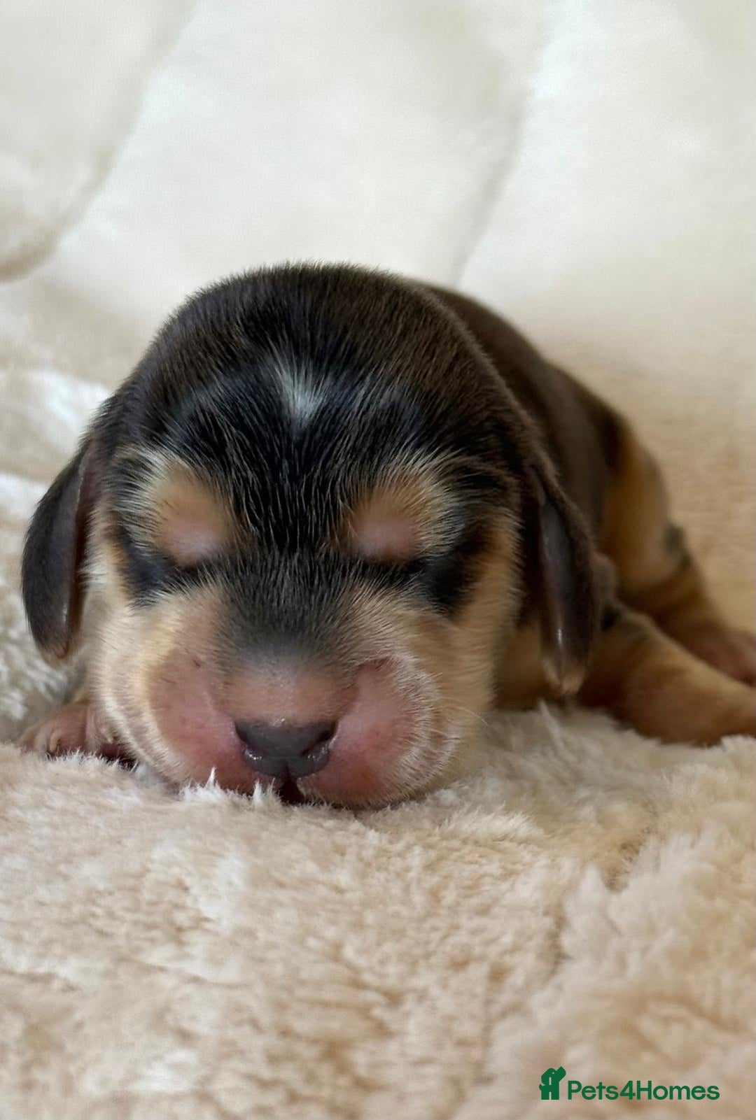 Cocker Spaniel dogs for sale: KC Reg Fully Health Tested Showline Cocker Spaniel - Image 12