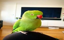 Parrots birds for sale: Baby Indian ring neck talking parrot  - Image 2