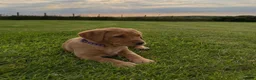 Labrador Retriever dogs for sale:  Fox Red Labrador Puppies, 3 Boys Available in Pwllheli - Advert 4