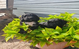 Sproodle dogs for sale: sproodle puppies - Image 3