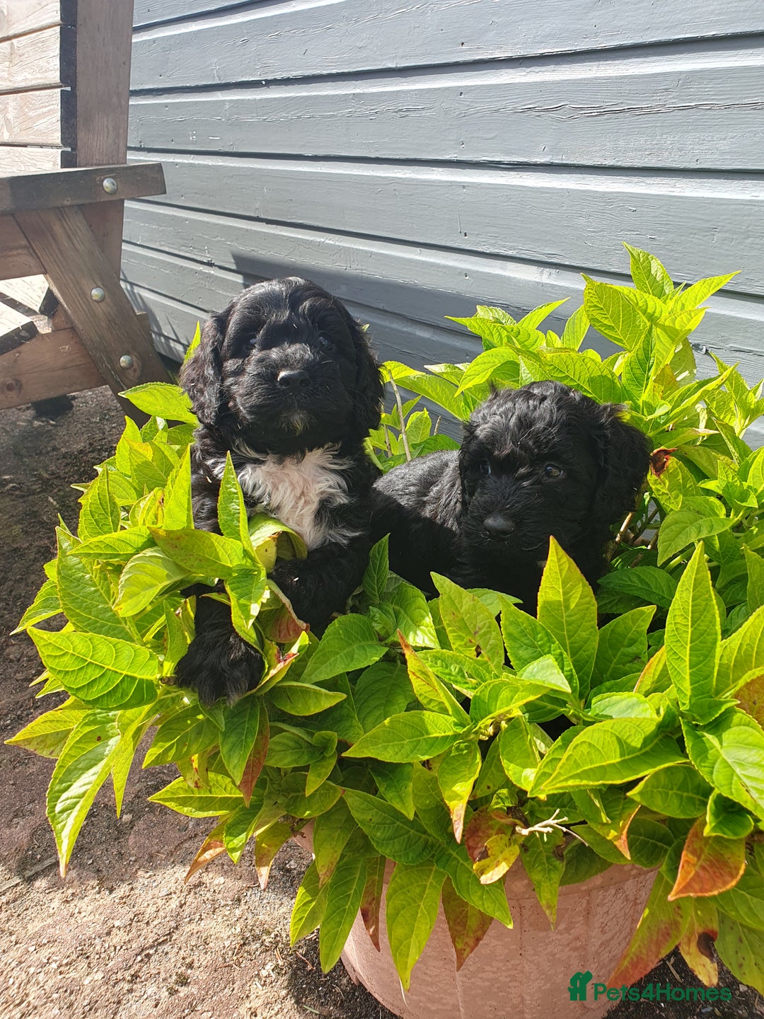 Sproodle dogs for sale: sproodle puppies - Image 3