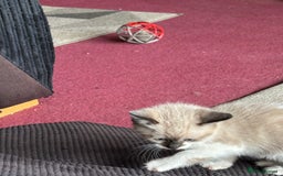 Mixed Breed cats for sale: Ragdoll Cross British Shorthair Kittens - Image 7