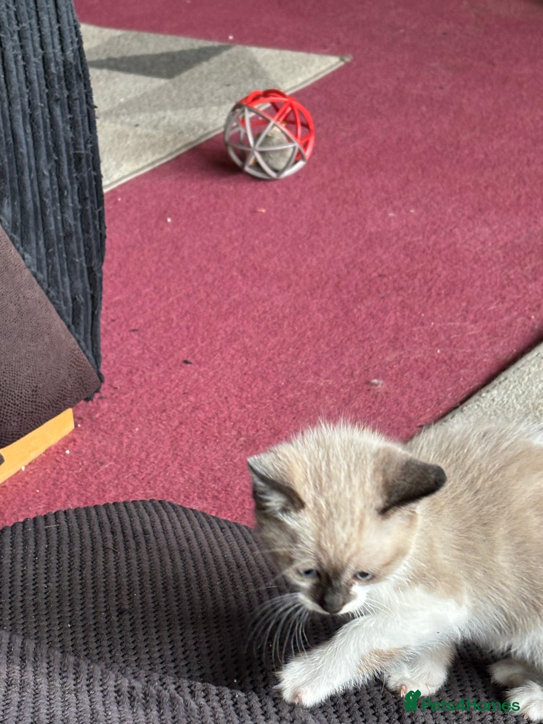 Mixed Breed cats for sale: Ragdoll Cross British Shorthair Kittens - Image 7