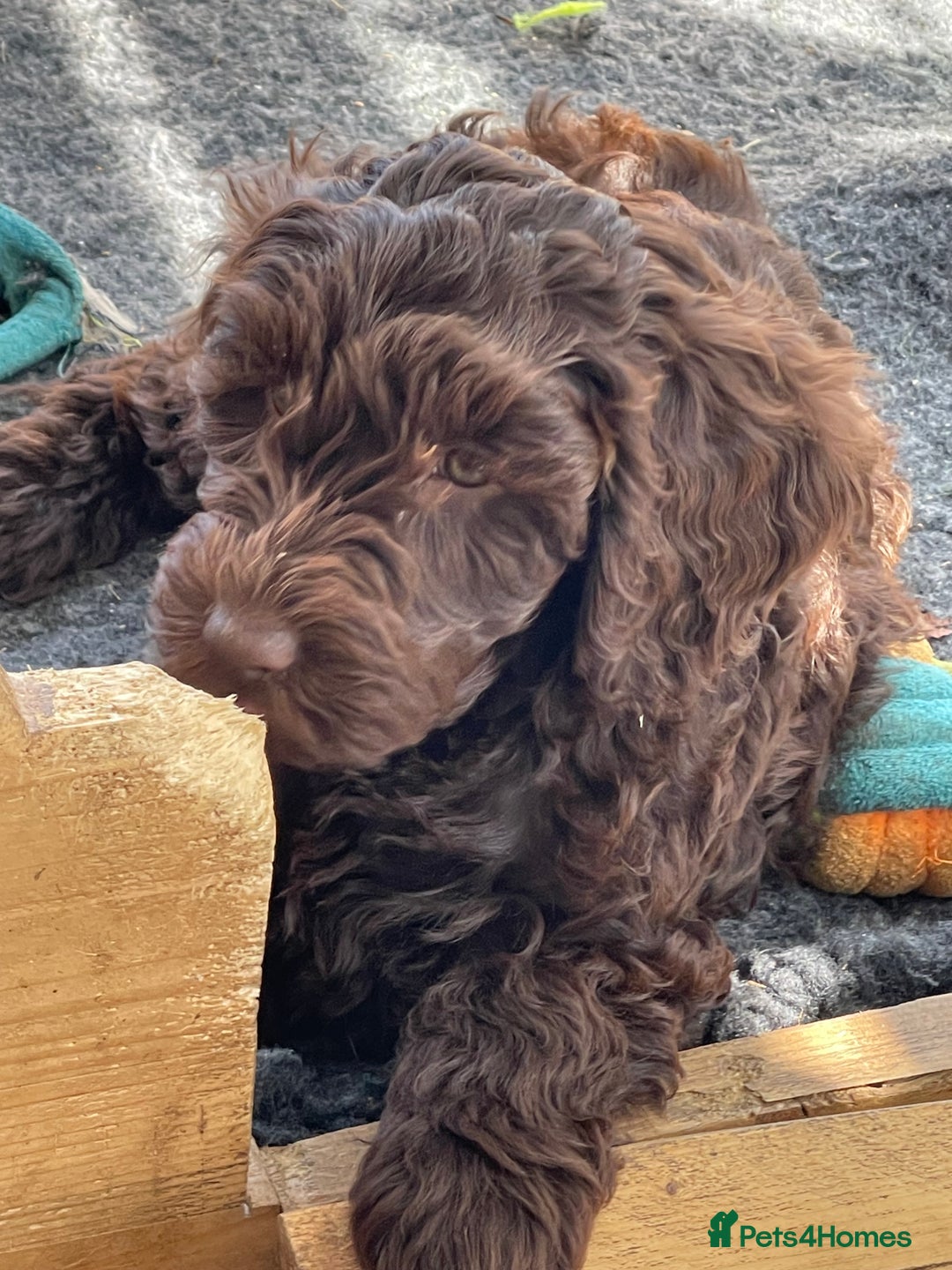 Australian Labradoodle dogs for sale: Pure Australian Labradoodles - READY TO LEAVE  - Image 24