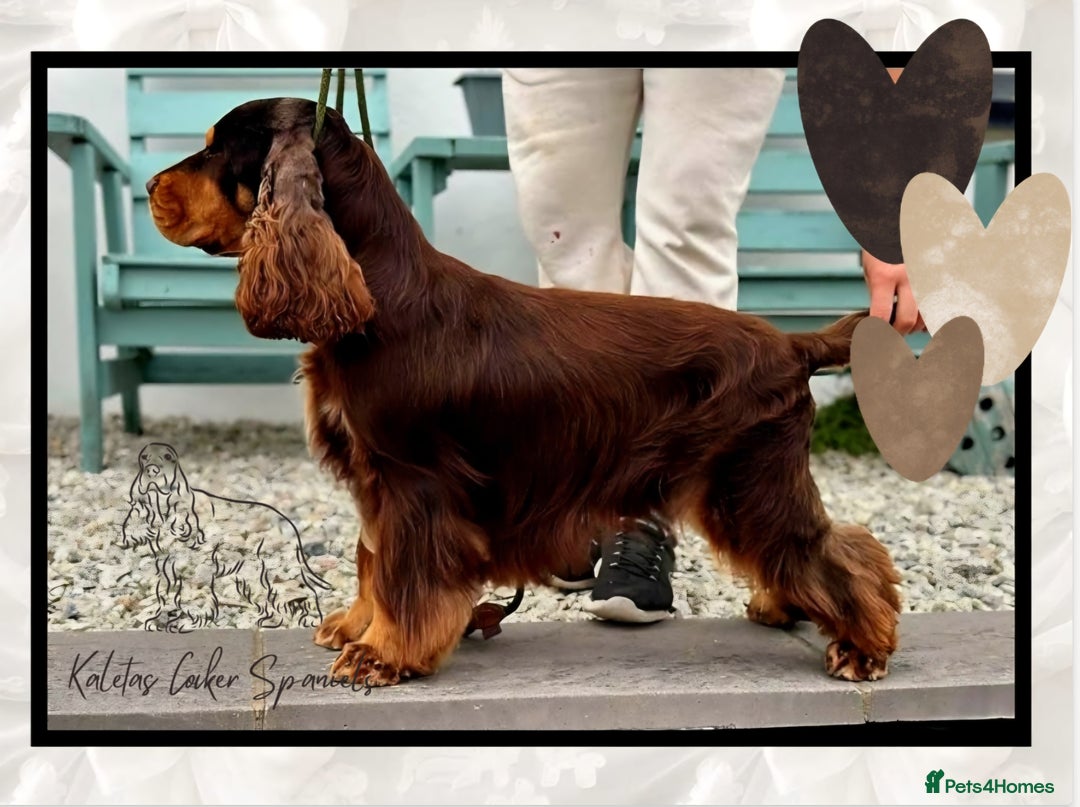 Cocker Spaniel dogs for sale: FULL Health Tested Show Line puppies due - Advert 8