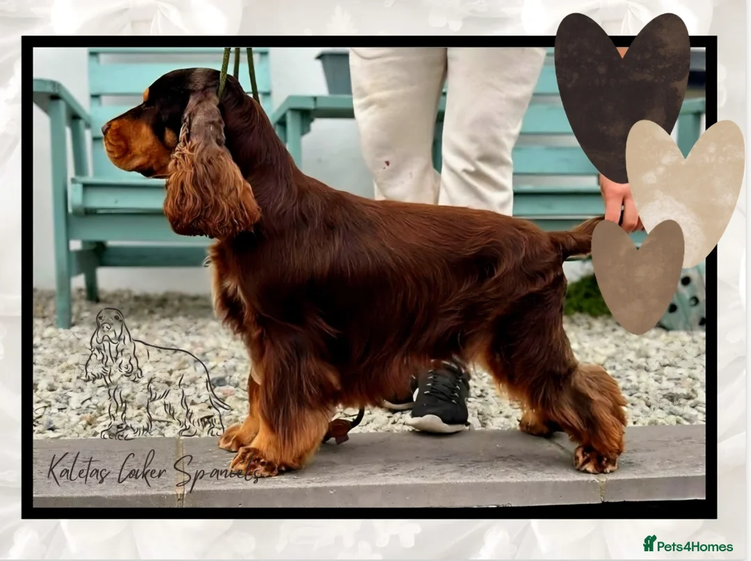 Cocker Spaniel dogs for sale: FULLY Health tested English Cocker Spaniel puppies - Advert 7