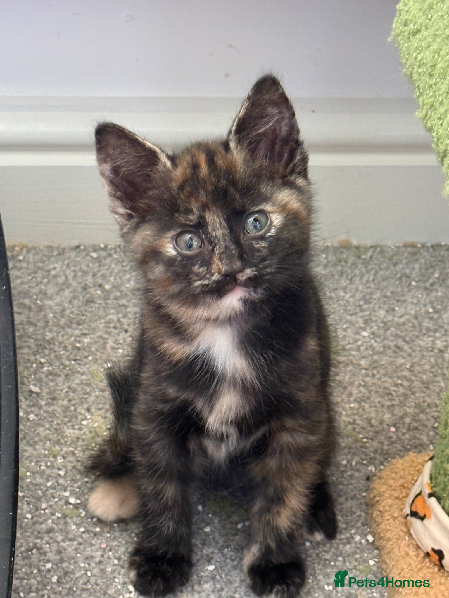 Mixed Breed cats Bengal x Maine coon mixed breed kittens  - Advert 4