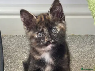 Mixed Breed cats Bengal x Maine coon mixed breed kittens - Advert 1