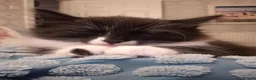 Mixed Breed cats for sale: 3 black and white tuxedo kittens, 2 male 1 female - Advert 18