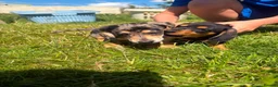 Miniature Dachshund dogs for sale: Miniature Dachshund Puppies  in Carlisle - Advert 18