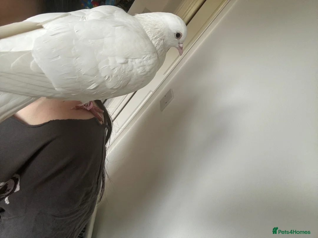 Doves birds for sale: Dove  in Bracknell - Advert 2