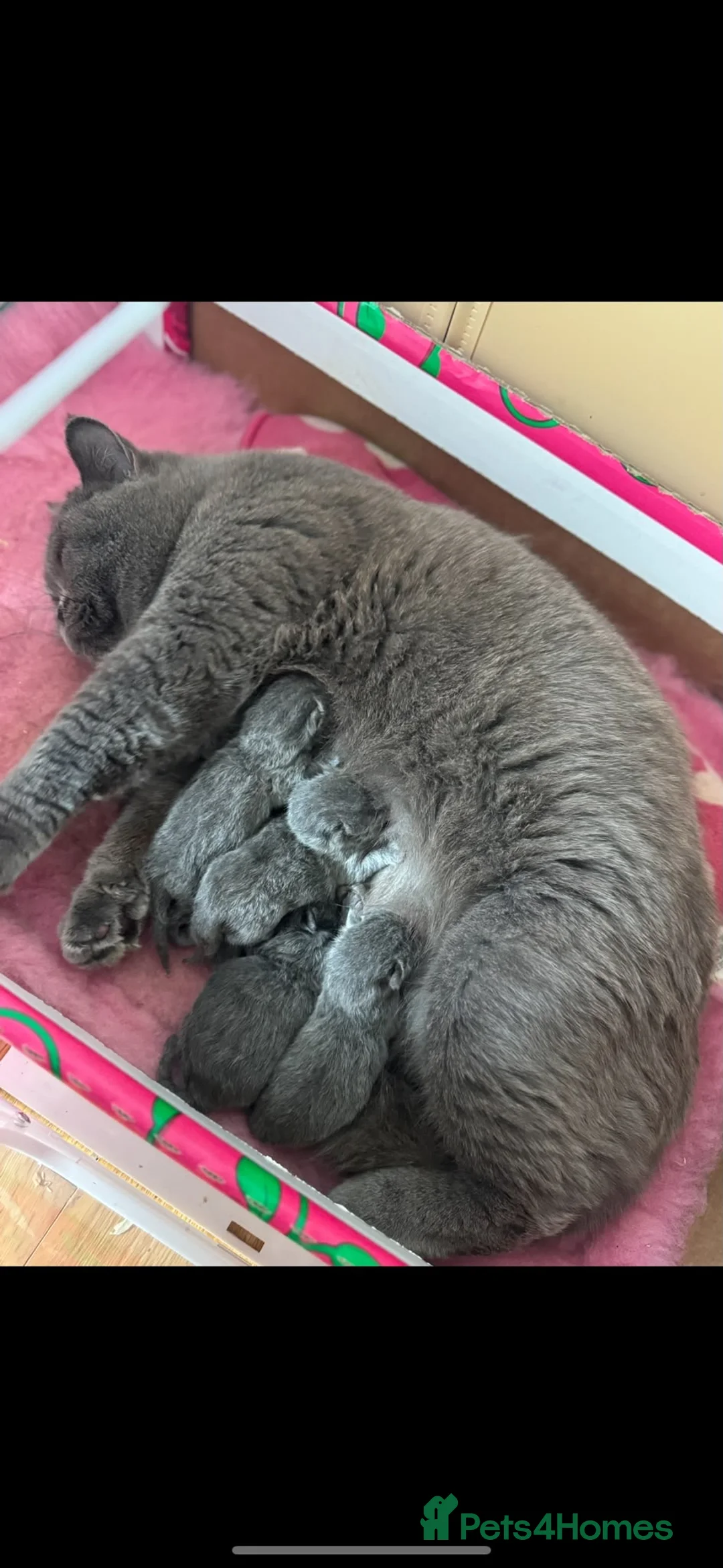 British Shorthair cats for sale: British Shirt Hairs  - Advert 1