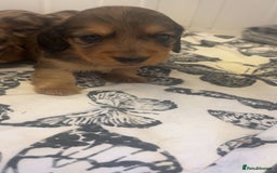 Miniature Dachshund dogs for sale: Long haired dapple miniature Dachsund puppies - Image 11