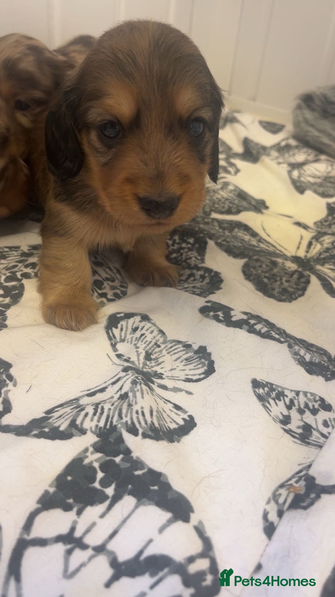Miniature Dachshund dogs for sale: Long haired dapple miniature Dachsund puppies - Image 11