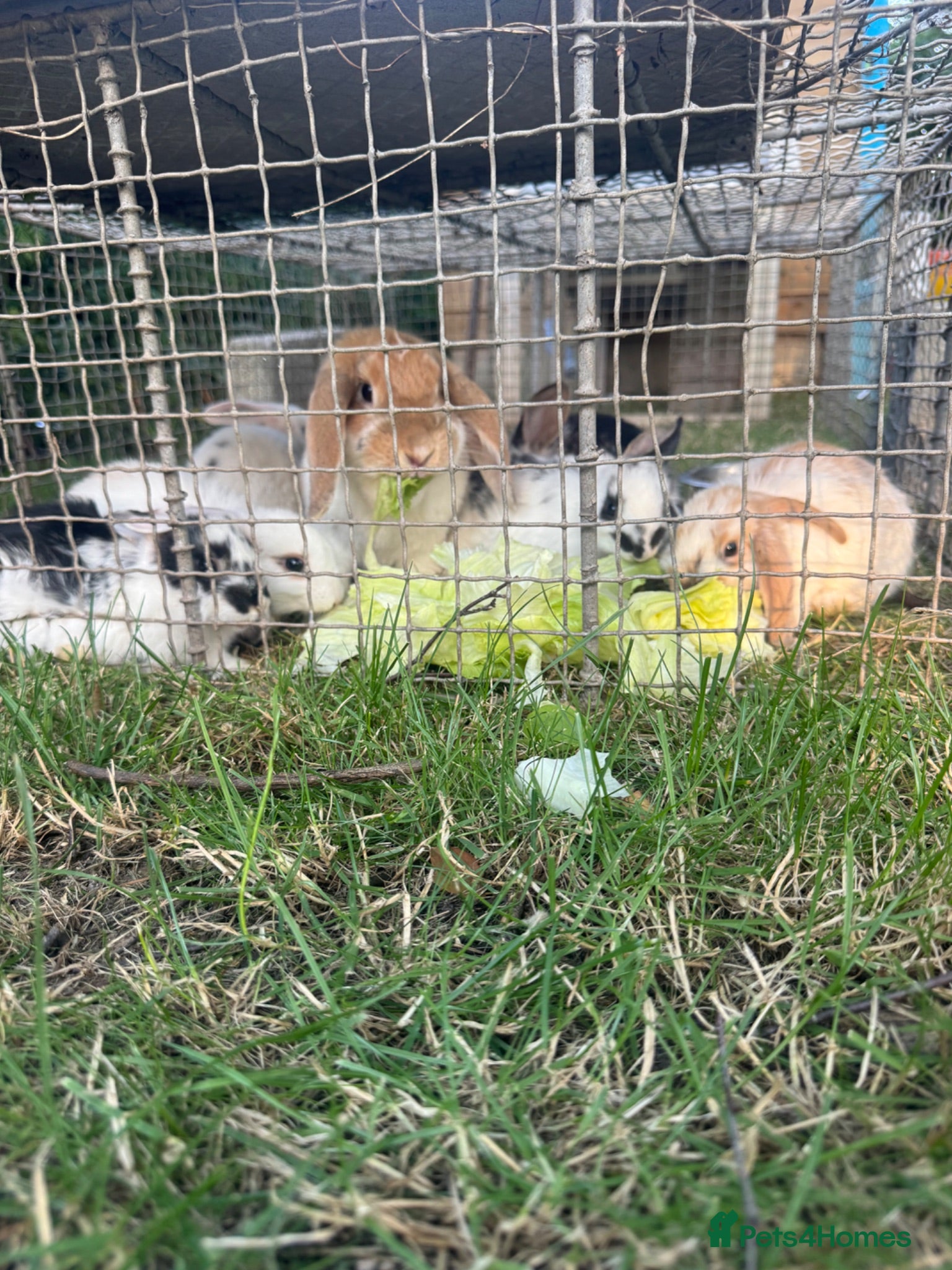 English Lop rabbits English lop bunnies  - Advert 1