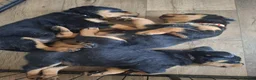 Rottweiler dogs for sale: Courageous, Intelligent & Devoted Rottweilers in Hull - Advert 6
