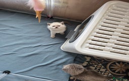 British Shorthair cats for sale: Britishshort hair kittens - Image 10