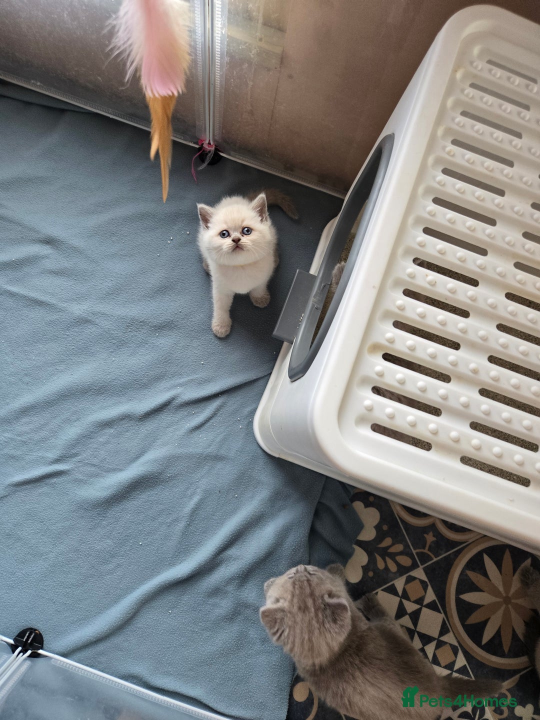 British Shorthair cats for sale: Britishshort hair kittens - Image 10