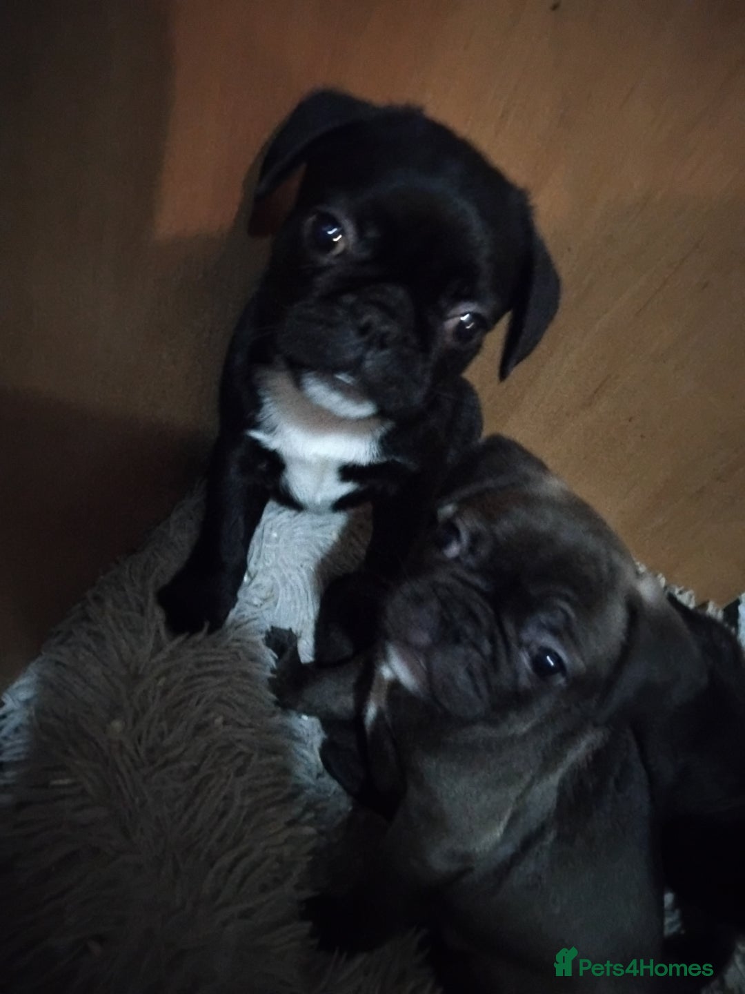 Frug dogs for sale: 3 frug puppies  - Advert 3