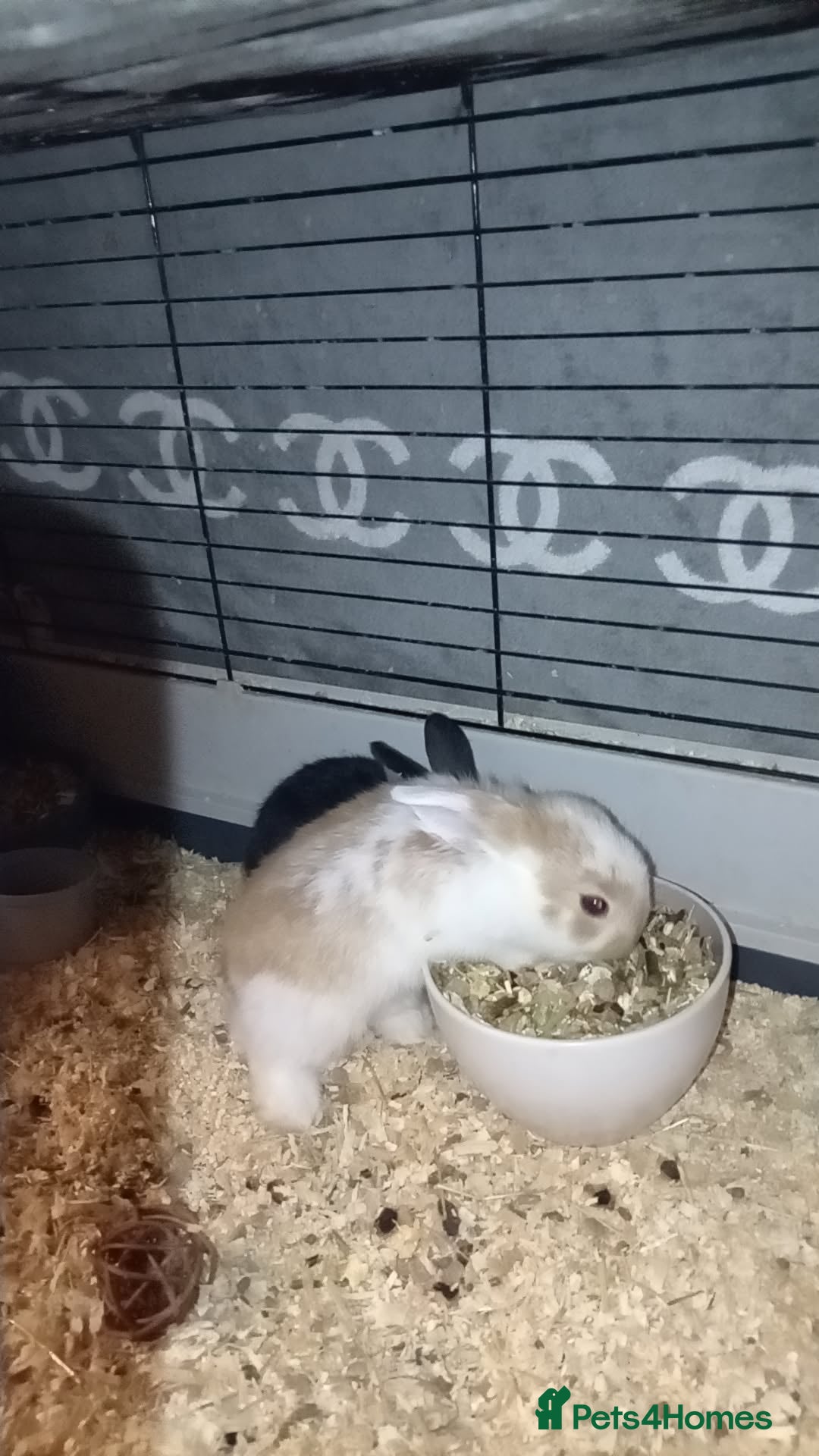 Mixed Breed rabbits for sale: 4 baby rabbits - Advert 3