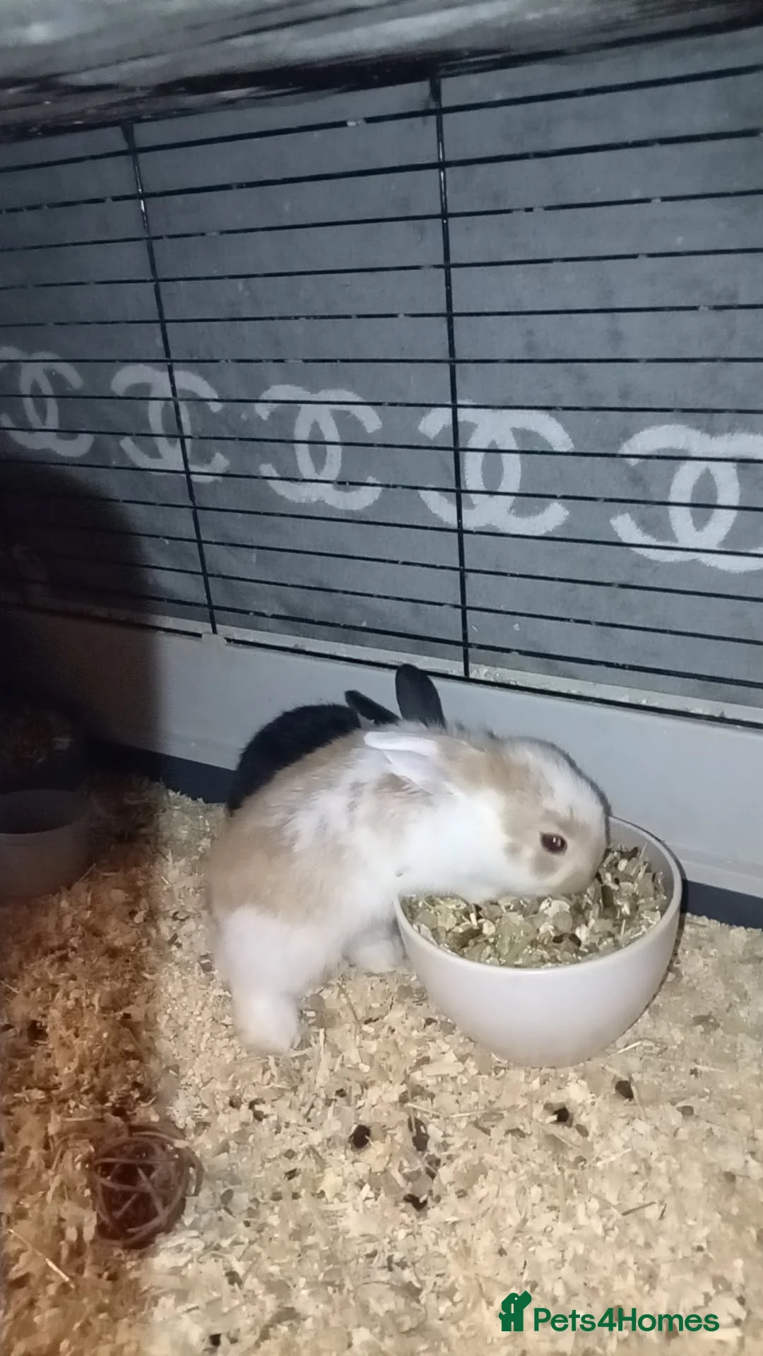 Mixed Breed rabbits for sale: 4 baby rabbits - Advert 3