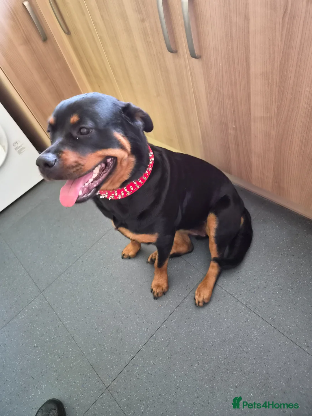 Rottweiler dogs for sale: Rottweiler  in Wrexham - Advert 2
