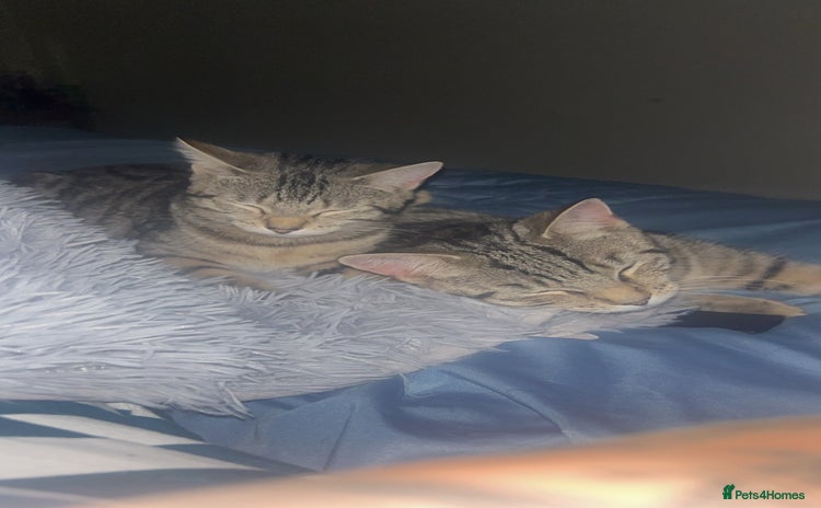 Mixed Breed cats - Advert 6