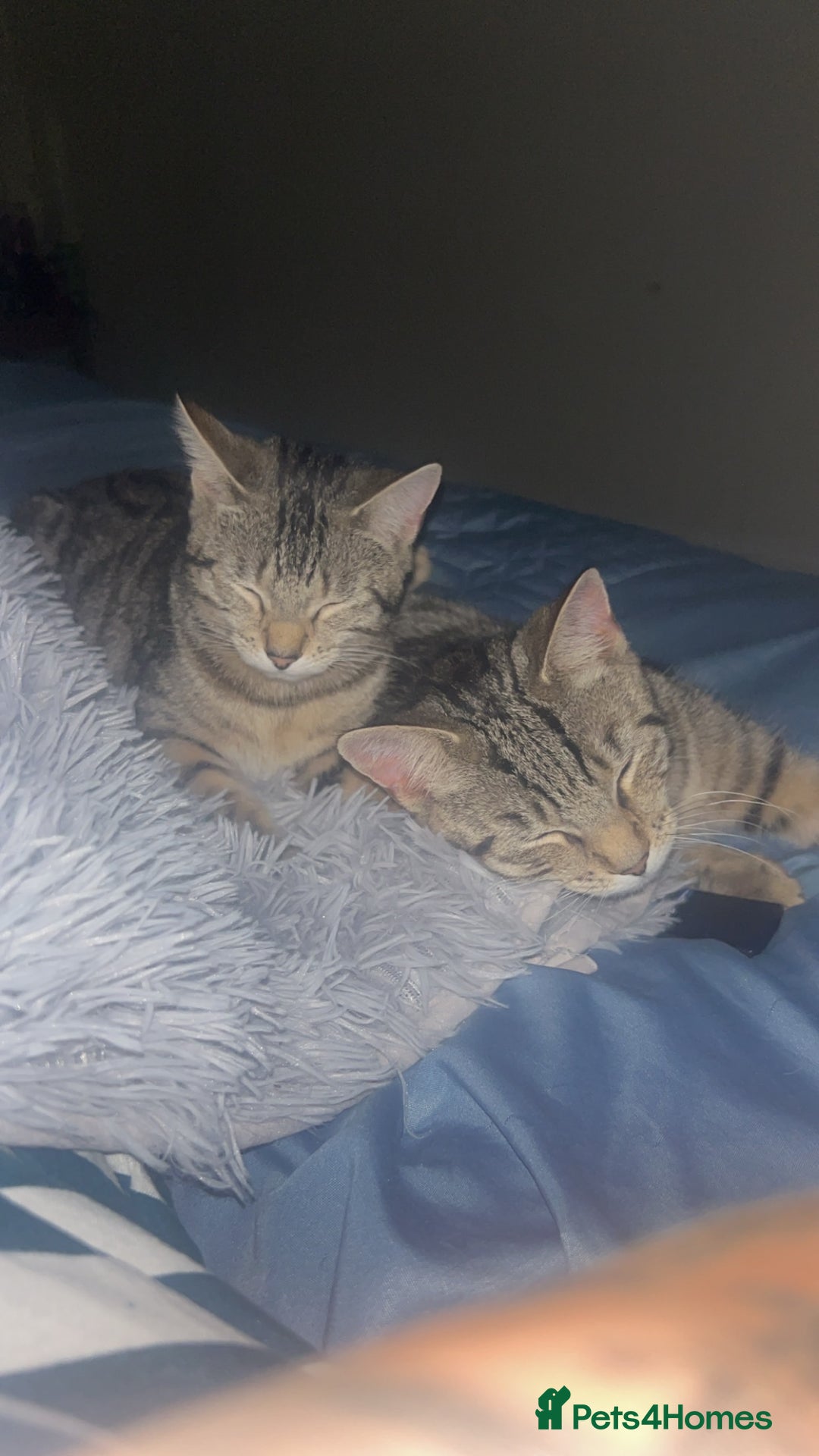Mixed Breed cats for sale: FREE TO GOOD HOME Simbah and nalah  - Image 1