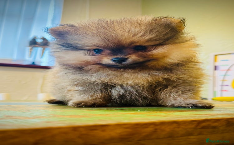 Pomeranian dogs - Advert 2