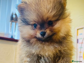 Pomeranian dogs - Advert 4