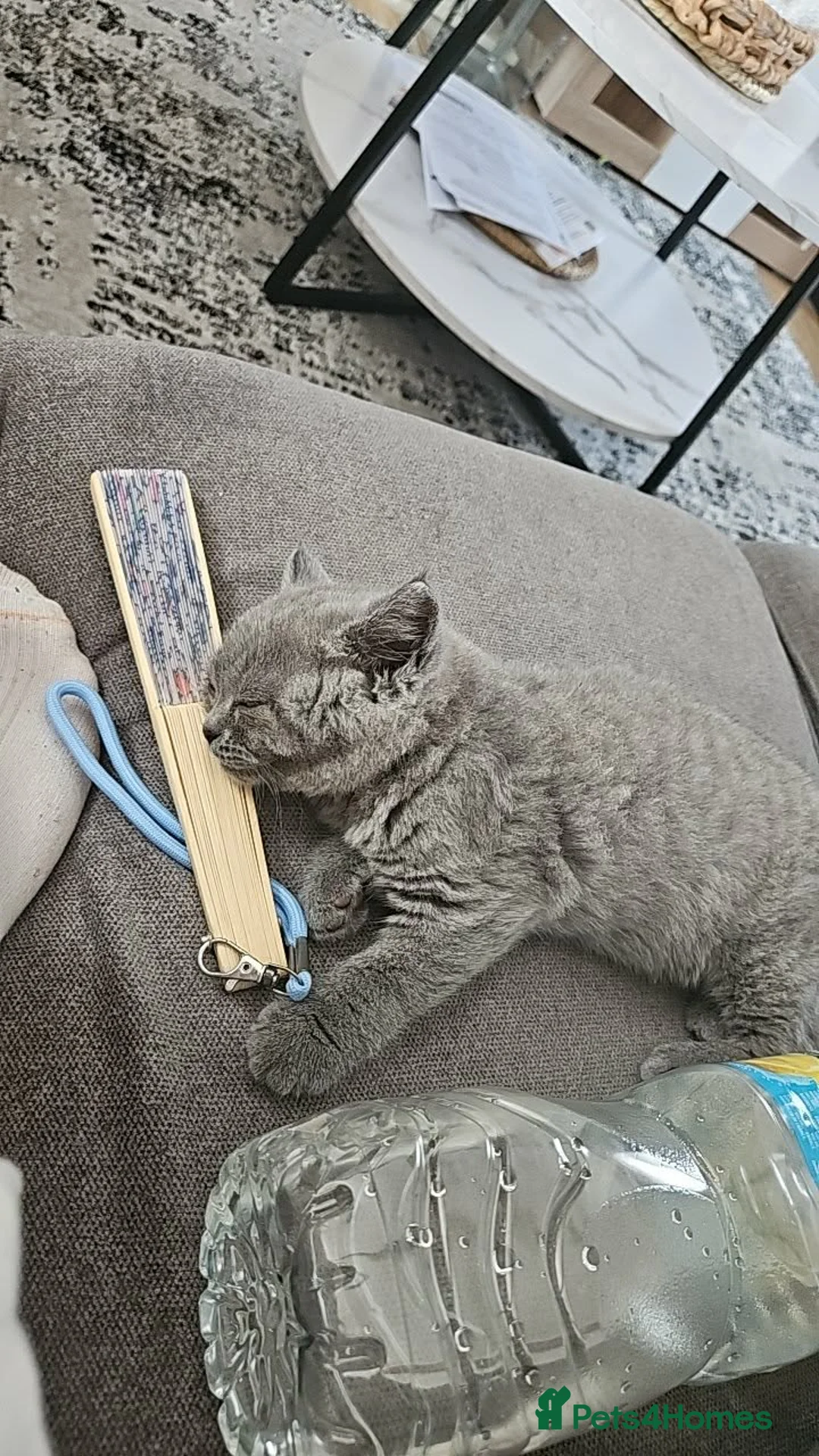 British Shorthair cats for sale: Female British Shorthair Kitten in Llanelli - Advert 2