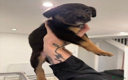 Borador dogs for sale: Border collie x lab puppies for sale  - Image 20