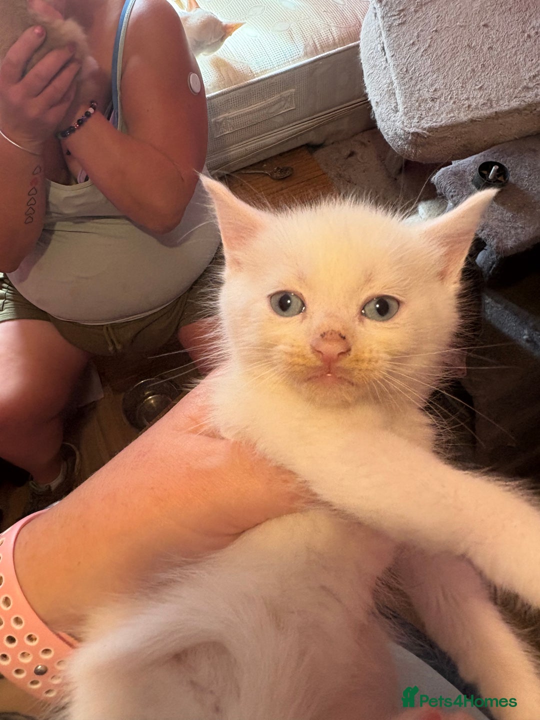 Domestic Shorthair cats for sale: 3 white kittens with blue eyes  - Image 3