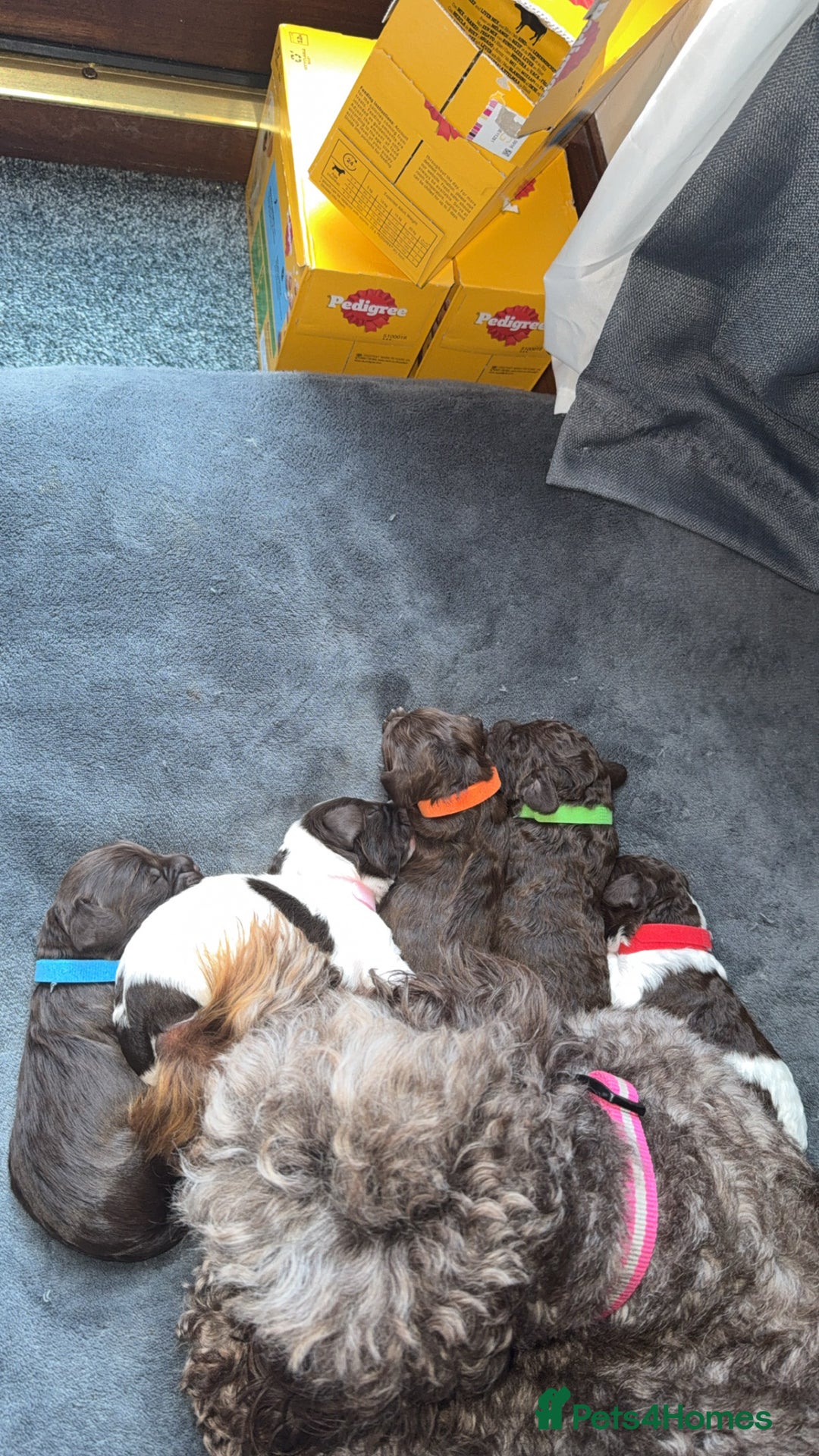 Sproodle dogs for sale:  Gorgeous F2 Sproodle Puppies – Family Raised  - Image 16